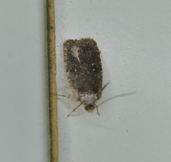 Agonopterix argillacea