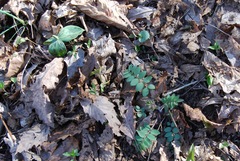 Polemonium reptans villosum