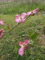 Cornus florida rubra
