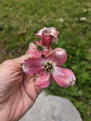 Cornus florida rubra