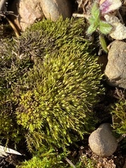 Pleuridium subulatum