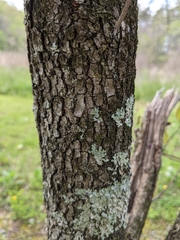 Cornus florida rubra