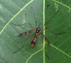 Ptychoptera quadrifasciata