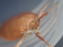 Proteodes carnifex