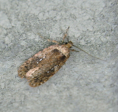 Agonopterix clemensella