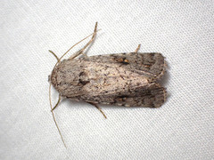Proteuxoa amaurodes