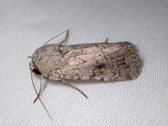 Proteuxoa amaurodes