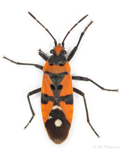 Lygaeus simulans