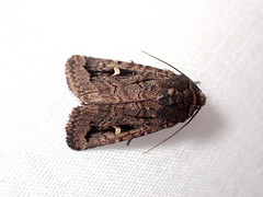 Proteuxoa microspila