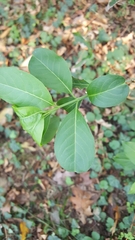 Euonymus europaeus