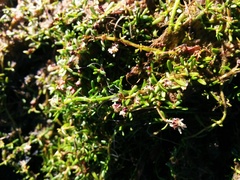Crassula helmsii