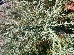 Olearia lepidophylla