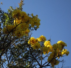 Handroanthus