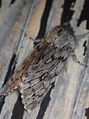 Brachionycha borealis