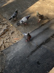Columba livia domestica