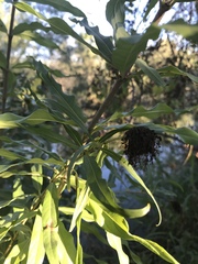 Cephalanthus salicifolius