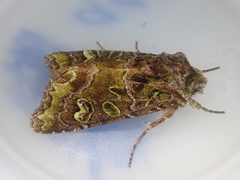 Ichneutica chlorodonta