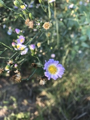 Chloracantha spinosa spinosa