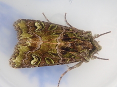 Ichneutica chlorodonta