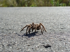 Grammostola