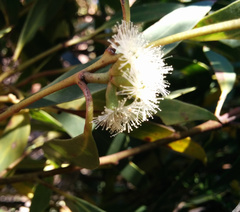 Eucalyptus nitida