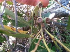 Eucalyptus nitida