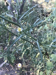 Chloracantha spinosa spinosa