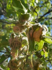 Macrodiplosis niveipila