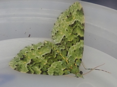 Pasiphila melochlora