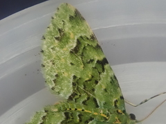 Pasiphila melochlora