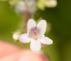 Penstemon tenuis
