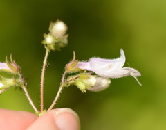 Penstemon tenuis