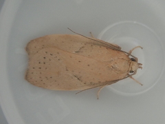 Proteodes carnifex