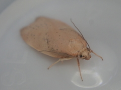 Proteodes carnifex