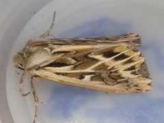 Ichneutica oliveri