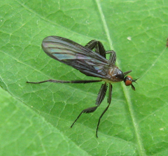 Rhamphomyia