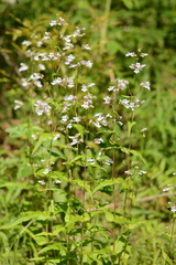 Penstemon tenuis