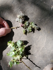 Macrodiplosis niveipila