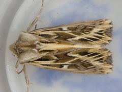 Ichneutica oliveri