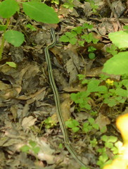 Thamnophis proximus