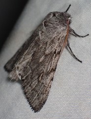 Brachionycha borealis