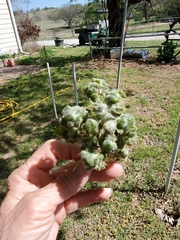 Macrodiplosis niveipila