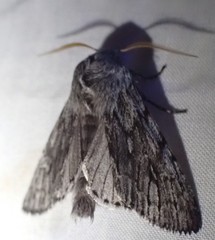 Brachionycha borealis