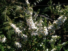 Olearia ramulosa