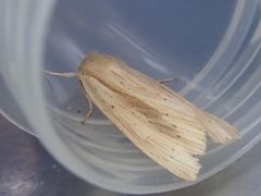 Ichneutica semivittata