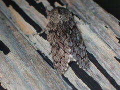 Brachionycha borealis