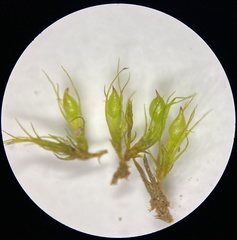 Pleuridium subulatum