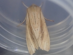 Ichneutica semivittata