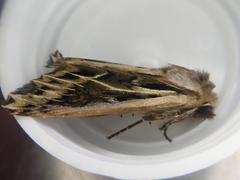 Ichneutica oliveri