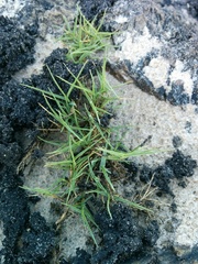 Distichlis distichophylla